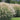 Maiden Grass Seeds