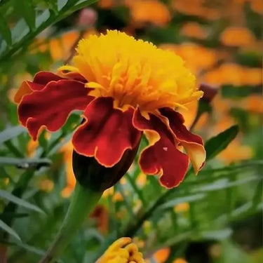 Marigold Seeds-Bonanza Flame