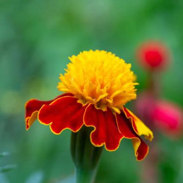 Marigold Seeds-Bonanza Flame