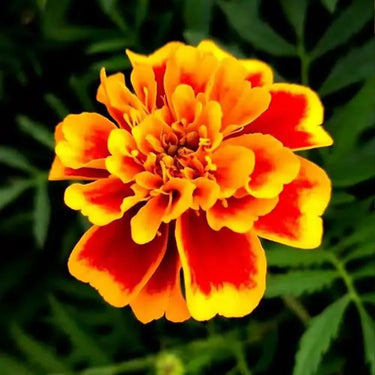 Marigold Seeds-Bonanza Orange