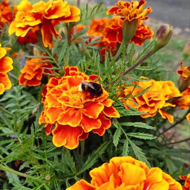 Marigold Seeds-Bonanza Orange