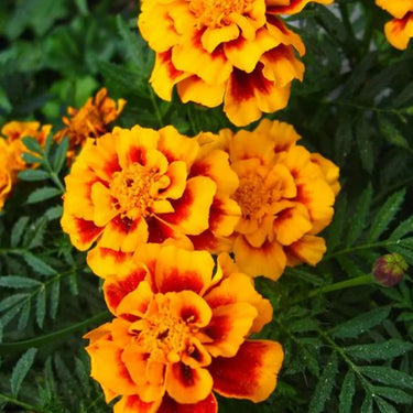 Marigold Seeds-Bonanza Orange
