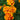 Studentenblumensamen – Bonanza Orange