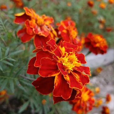 Marigold Seeds-Discovery Flame