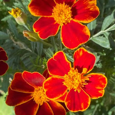 Marigold Seeds-Discovery Flame