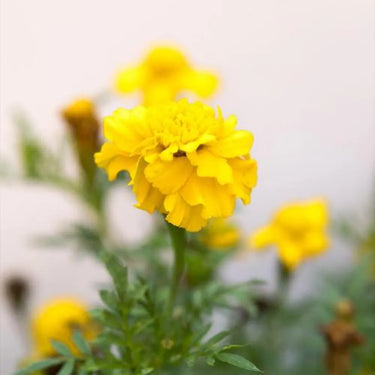 Marigold Seeds-Discovery Yellow