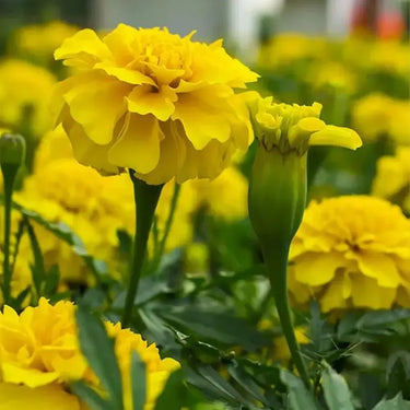 Marigold Seeds-Discovery Yellow