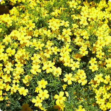 Marigold Seeds-Lemon Gem