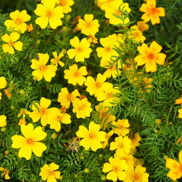 Marigold Seeds-Lemon Gem