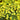 Marigold Seeds-Lemon Gem