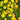 Marigold Seeds-Lemon Gem
