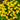 Marigold Seeds-Lemon Gem