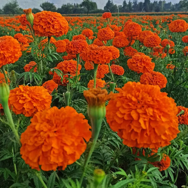 Marigold Seeds-Pumpkin