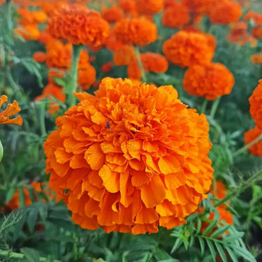 Marigold Seeds-Pumpkin