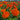 Marigold Seeds-Pumpkin