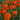 Marigold Seeds-Pumpkin