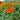 Marigold Seeds-Pumpkin