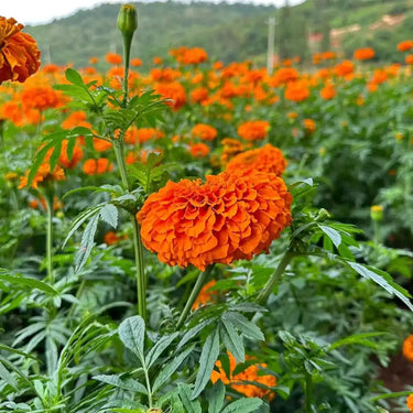 Studentenblumensamen – Pumpkin