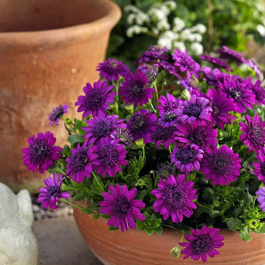 Marigold Seeds-Purple Jewel