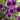 Studentenblumensamen – Purple Jewel