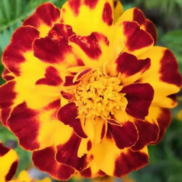 Marigold Seeds - Durango Bolero