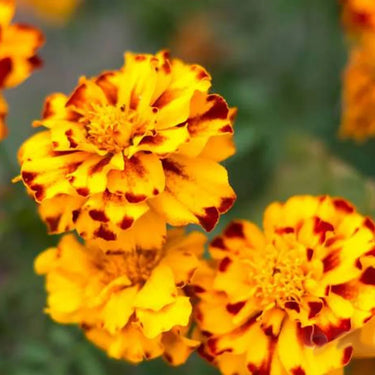 Marigold Seeds - Durango Bolero