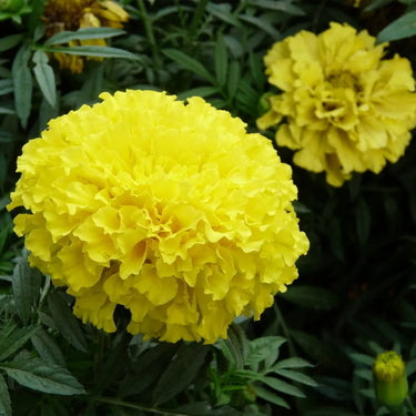 Marigold Seeds - Gold Coin