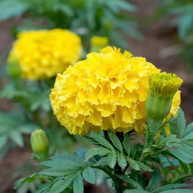 Marigold Seeds - Gold Coin