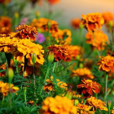 Marigold Seeds – Bolero