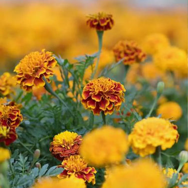 Marigold Seeds – Bolero
