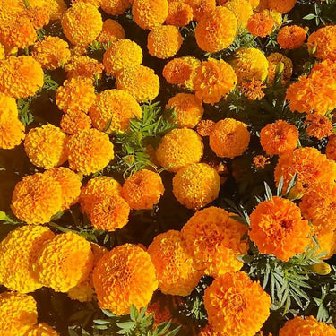 Marigold Seeds – Brocade Mix