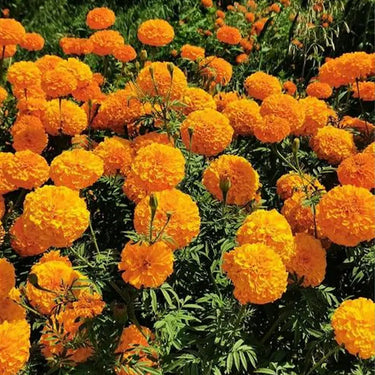 Marigold Seeds – Brocade Mix