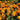Marigold Seeds – Brocade Mix