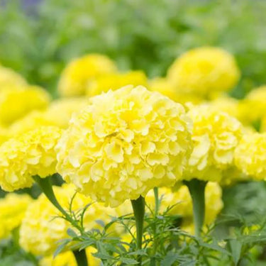 Marigold Seeds – Mary Helen