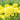 Marigold Seeds – Mary Helen