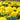 Marigold Seeds – Mary Helen
