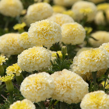 Marigold Seeds – Moonlight