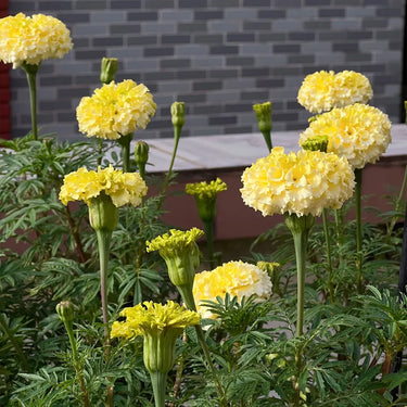 Marigold Seeds – Moonlight
