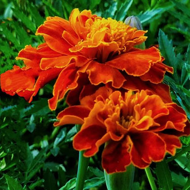 Marigold Seeds – Orange Flame