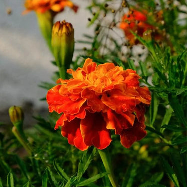 Marigold Seeds – Orange Flame