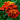 Marigold Seeds – Orange Flame