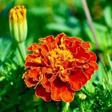 Marigold Seeds – Orange Flame