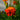 Marigold Seeds – Orange Flame
