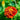Marigold Seeds – Orange Flame