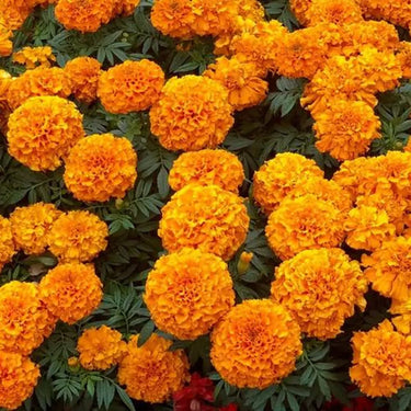 Marigold Seeds – Petite Mix