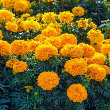 Marigold Seeds – Petite Mix