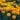 Marigold Seeds – Petite Mix
