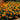 Marigold Seeds – Petite Mix