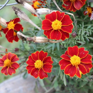 Marigold Seeds – Pygmy Red