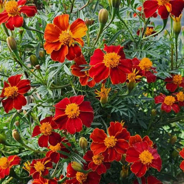 Marigold Seeds – Pygmy Red